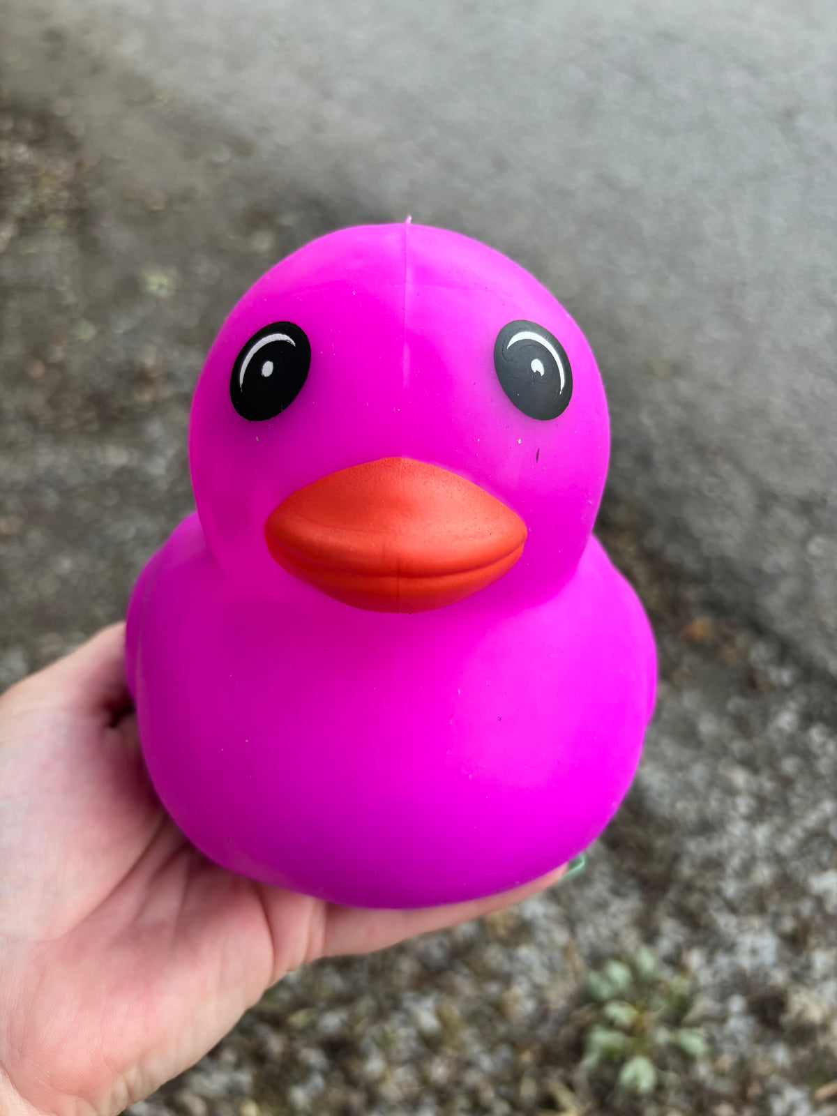 Purple Duck